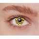 Lentilles leopard 