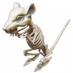 Squelette de rat 