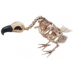 Squelette de vautour 