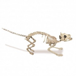 Squelette de chat 